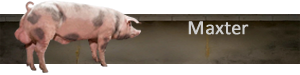 Maxter