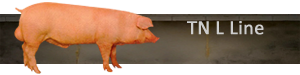 TN L Linie